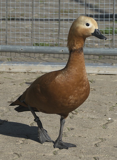 林诗栋如何
